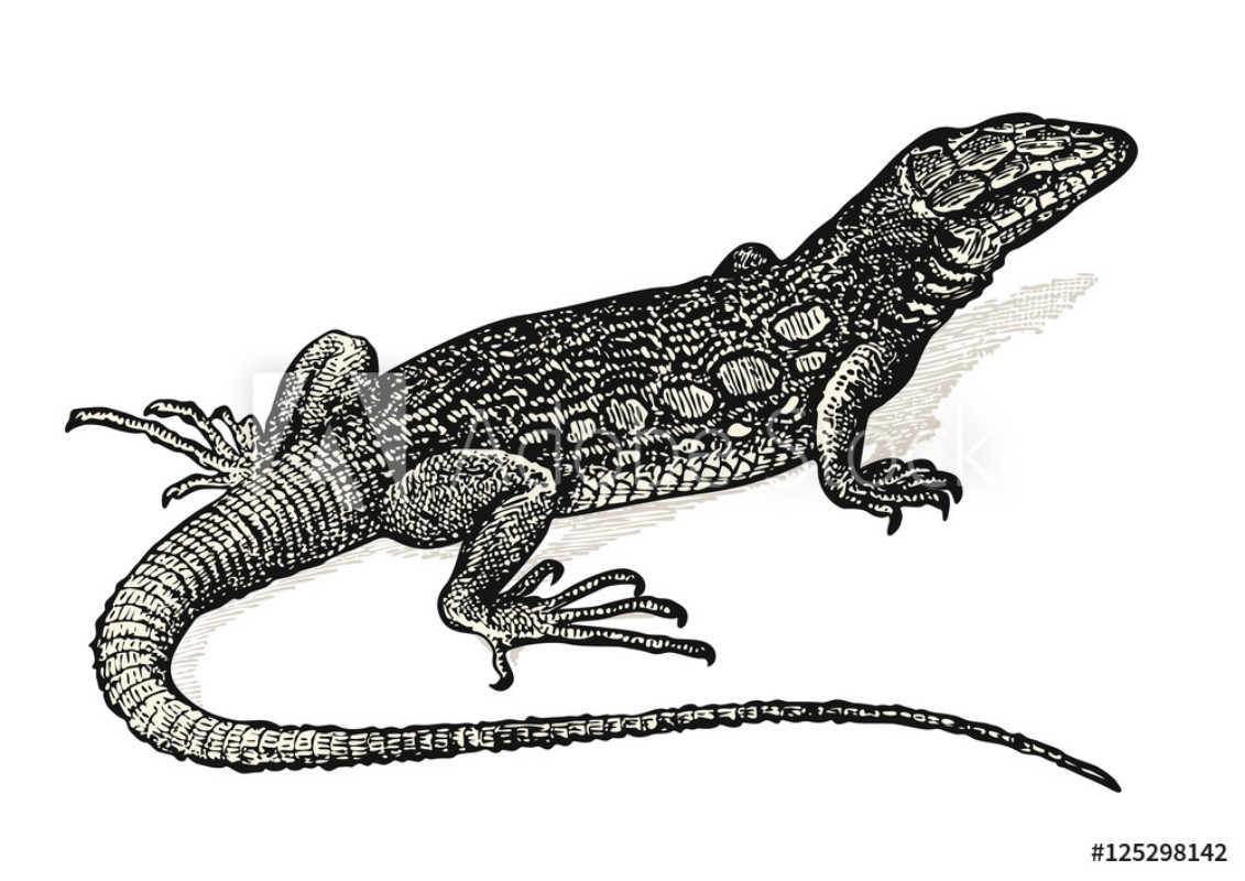 Afbeeldingen van Vintage animal engraving  drawing lizard - retro vector design element